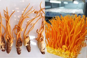 agrotect đông trùng hạ thảo