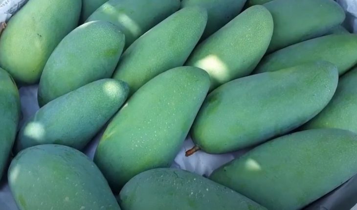 agrotect xoài đài loan
