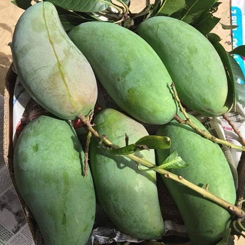 Agrotect Xoài Đài Loan
