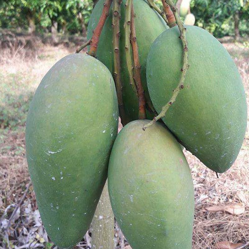 Agrotect xoài Đài Loan